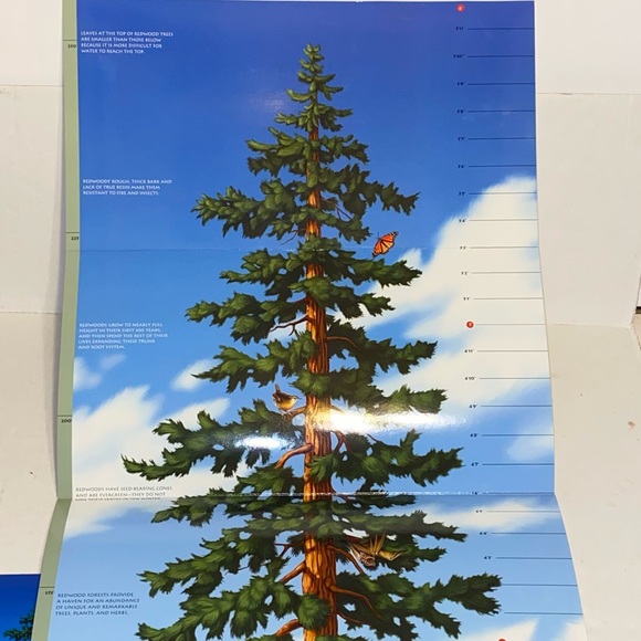 2004 Golden Gate National Parks Conservancy Tallest Tree 6 Foot Growth Chart - Picture 4 of 16